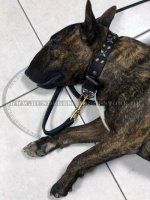 Collars with bronze-pated stars and rivets Vintage Design_2