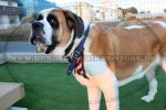 Bemaltes Hundegeschirr für St. Bernhardshund im USA Stil_2