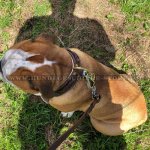 Exclusive Nappa Padded Handmade Leather Dog Collar_1