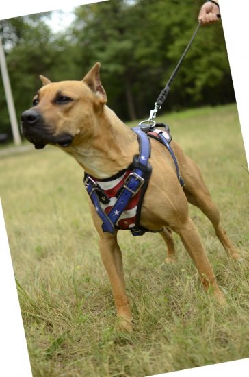Hundegeschirr Leder für Amerikanischen Pitbull im USA-Design✬