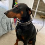 Gepolstertes Lederhalsband mit exklusivem Dekor für Dobermann_1