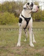 Leder Hundegeschirr für Deutsche Dogge, schön und praktisch