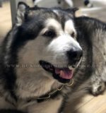 Metall Halsband für großen Malamute