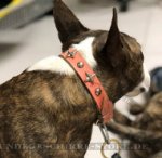 Lederhalsband mit Sternen und Ziernieten für Bullterrier_0