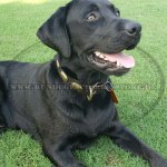 Labrador Lederhalsband im Retro Stil mit Platten Dekor_1