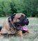Nylon Dog Collar with Patches, Collar for Bullmastiff