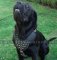 Cane Corso Hundegeschirr Leder mit glänzenden Spikes