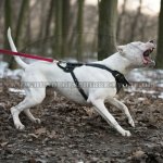 Bestseller Hundegeschirr Leder für Dogo Argentino_4