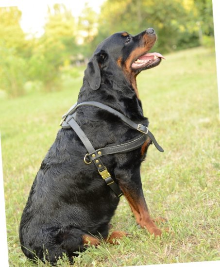 Rottweiler leather best sale harness