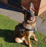 Hundegeschirr für Jedes Wetter Nylon K9, Deutscher Schäferhund_4