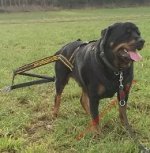 Zuggeschirr für Rottweiler für Zughundesport und Training