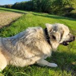 Tragekomfort Exklusives Hundehalsband aus Leder_2