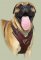Edles Hundegeschirr aus Leder für Bullmastiff