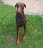 Hundegeschirr aus Nylon für Dobermann, wasserdicht und praktisc_2
