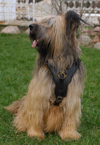 Hundegeschirr aus Leder für Briard Spitzenqualität