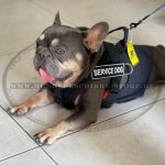 Bestseller Hundegeschirr aus Nylon wasserdicht für Französische Bulldogge_1