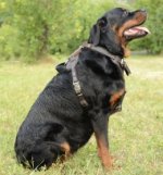 Leder Hundegeschirr für Rottweiler mit weicher Polsterung_0