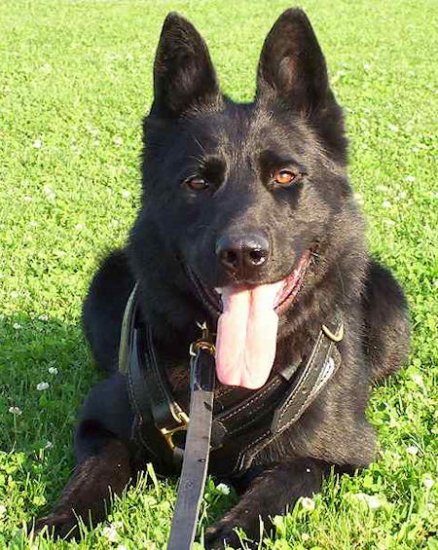 Hundegeschirr aus Leder für Belgischen Schäferhund