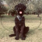 Hundegeschirr aus Leder für Riesenschnauzer, gepolstert_2