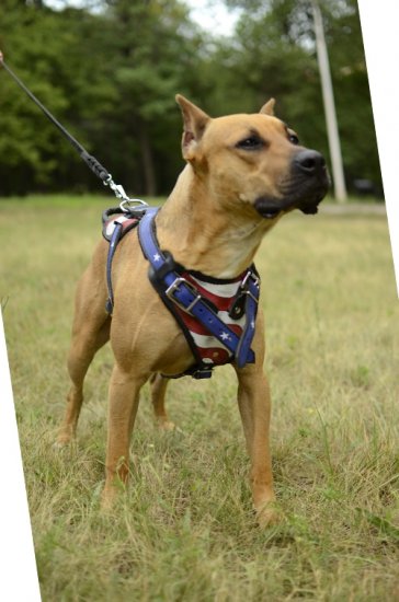 Hundegeschirr Leder - bestes Amstaff Wear Geschirr 2023!