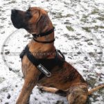 Nylongeschirr multifunktional für Deutsche Dogge_0