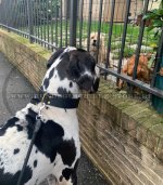 Leder Hundehalsband für Deutsche Dogge in klassischem Still_1