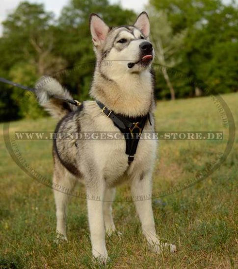 Suchgeschirr Gepolstert, Malamute Brustgeschirr Leder