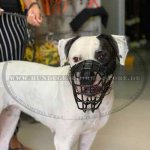 Drahtmaulkorb Schwarz Gummiert für Amerikanische Bulldogge_3