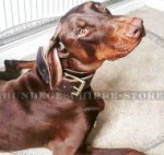 Sporthund Halsband für Dobermann Training