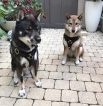 Leichtes Brustgeschirr aus Leder für Shikoku ❺_2