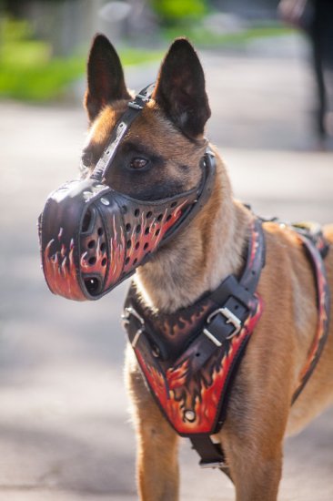 Hundegeschirr aus Leder für Belgischen Malinois Flamme