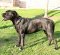 Cane Corso Hundegeschirr aus Leder