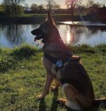 Hundegeschirr für Jedes Wetter Nylon K9, Deutscher Schäferhund_2