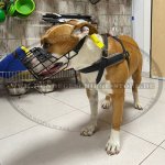 Hundegeschirr gepolstert für Amstaff_1