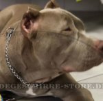 Kettenhalsband aus Edelstahl von HS für American Bully_0