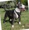Hundegeschirr Leder für Bullterrier für Mantrailing & Training