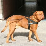 Neues Allwetter-Hundegeschirr aus Nylon K9, Bordeauxdogge