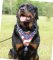 Hundegeschirr Leder für Rottweiler | Designer Ledergeschirr ➎
