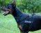 K9 Harness Nylon | Power training Harness for Doberman