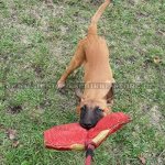 Weiches Beißkissen mit Schlaufe für Malinois Welpentraining_1