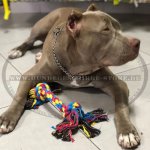 Kettenhalsband aus Edelstahl von HS für American Bully_1