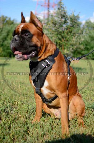 Leder Hundegeschirr für Deutschen Boxer, spitzenqualitativ