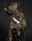 Leather Harness for Cane Corso | Exclusive Harness for Mastiff