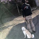 Leder Hundeleine mit einzigartigem Geflecht, schön und elegant_1