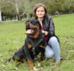 Spiked leather dog harnesses for Rottweiler_0