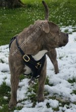 Hundegeschirr aus Leder Amerikanischer Pitbull Edles Design_2