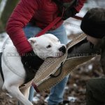 Bestseller Hundegeschirr Leder für Dogo Argentino_5