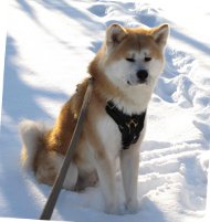 Hundegeschirr Leder für Akita | Hetzgeschirr für Starke Hunde