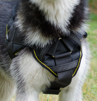 malamute harness of
nylon dog sport