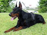 Doberman Nylon Harness H6